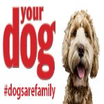 Your Dog